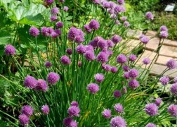 Allium schoenoprasum / Metélőhagyma snidling